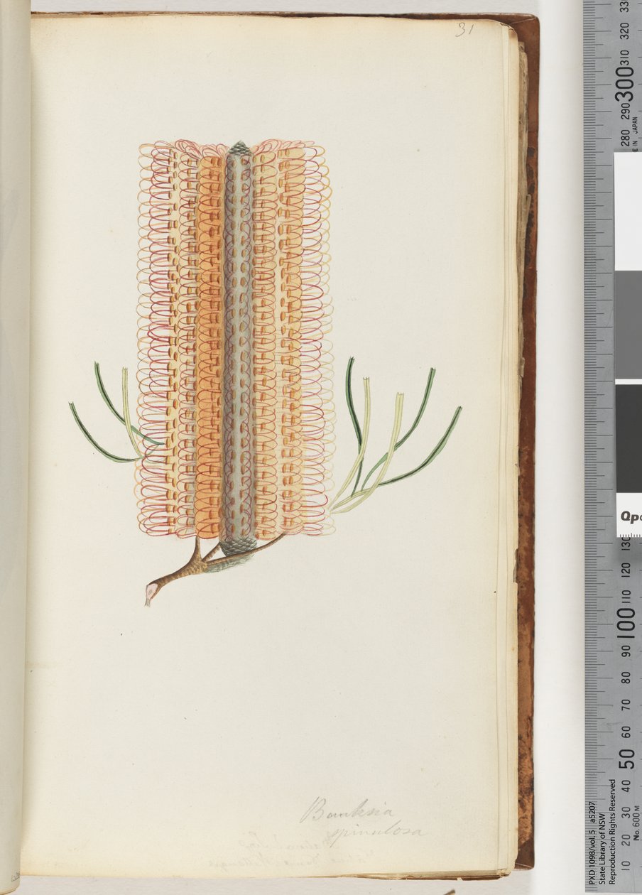 Página 31. Banksia spinulosa - Hairpin Banksia de Unknown artist