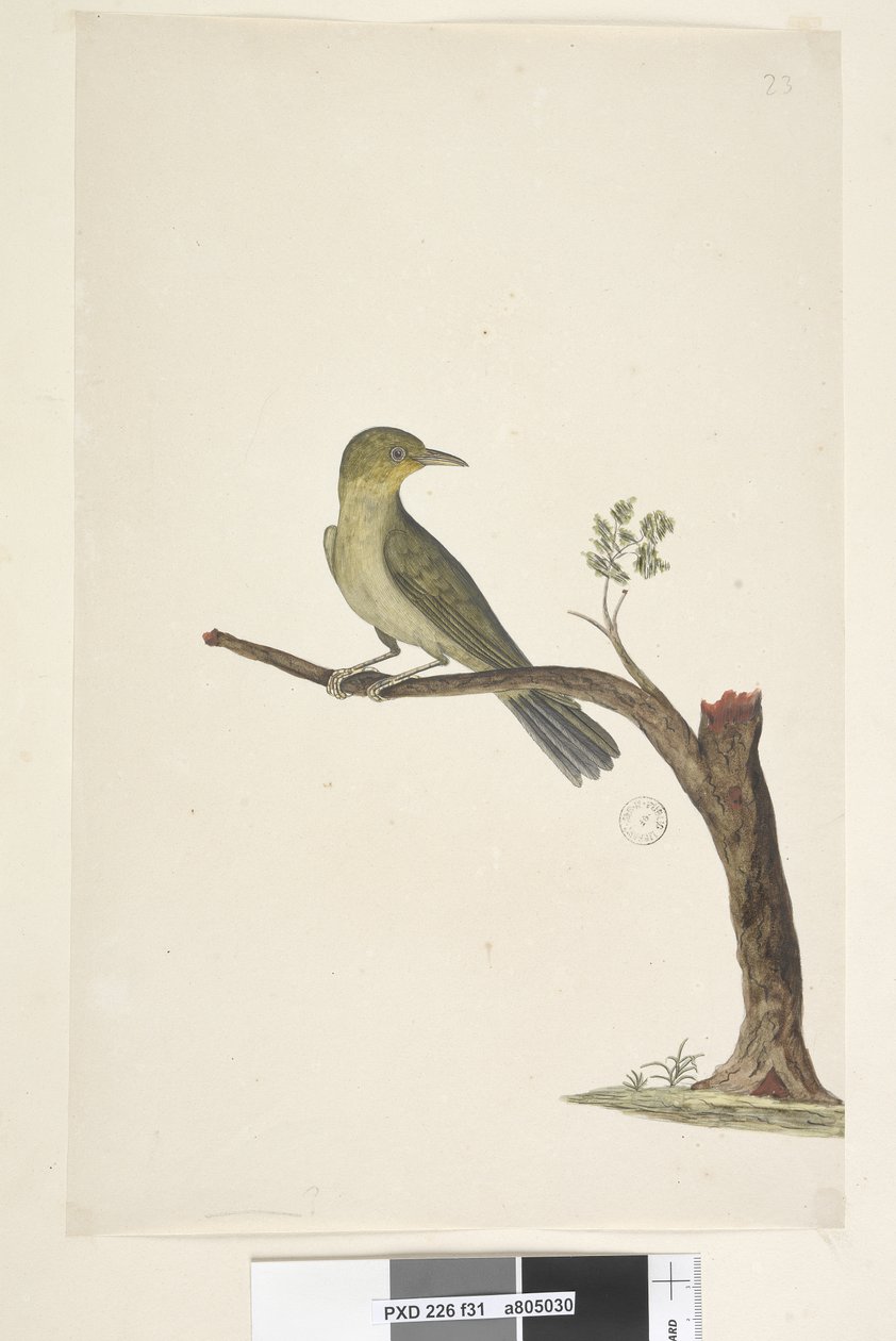 Página 31 .... Delgado, Billed White, Eye Zosterops tenuirostris, 1791-92 de Unknown artist