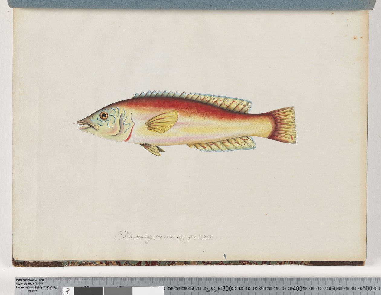 Página 31. Peixes não identificados de Unknown artist