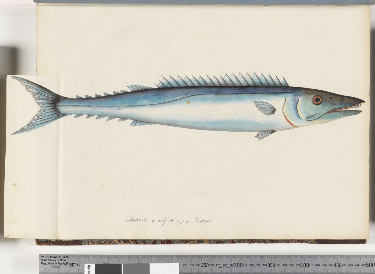 Página 32. Barracouta de Unknown artist