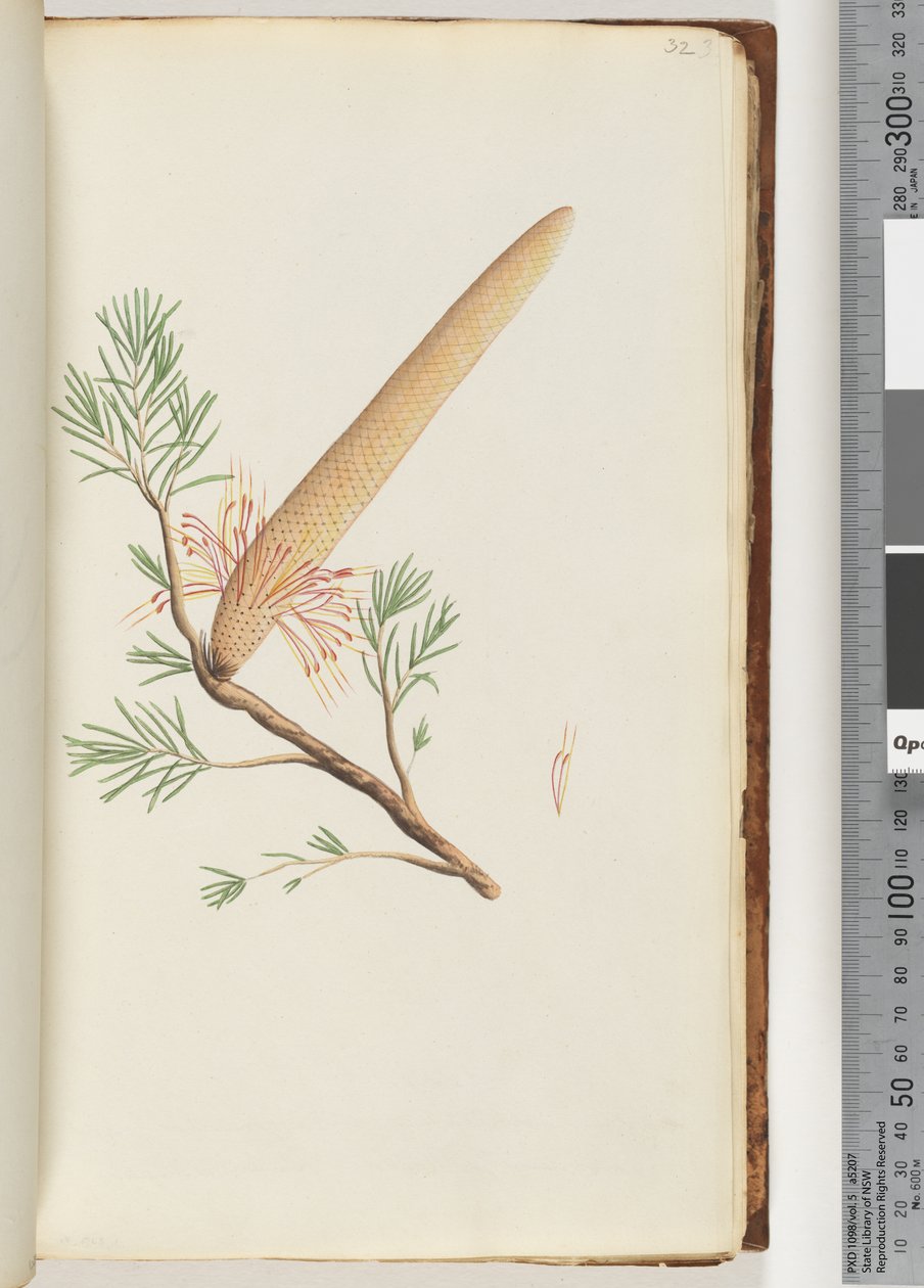 Página 32. Plant, Banksia ericifolia de Unknown artist