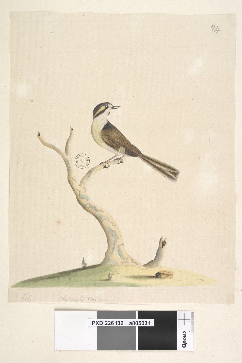 Página 32. Julho não identificado, tamanho natural. Para notas sobre tentativas de identificar esse pássaro, veja Hindwood, KA The Sydney bird painting in the Australian Zoologist, v.XIII, parte 2, agosto de 1965, p. 86 de Unknown artist