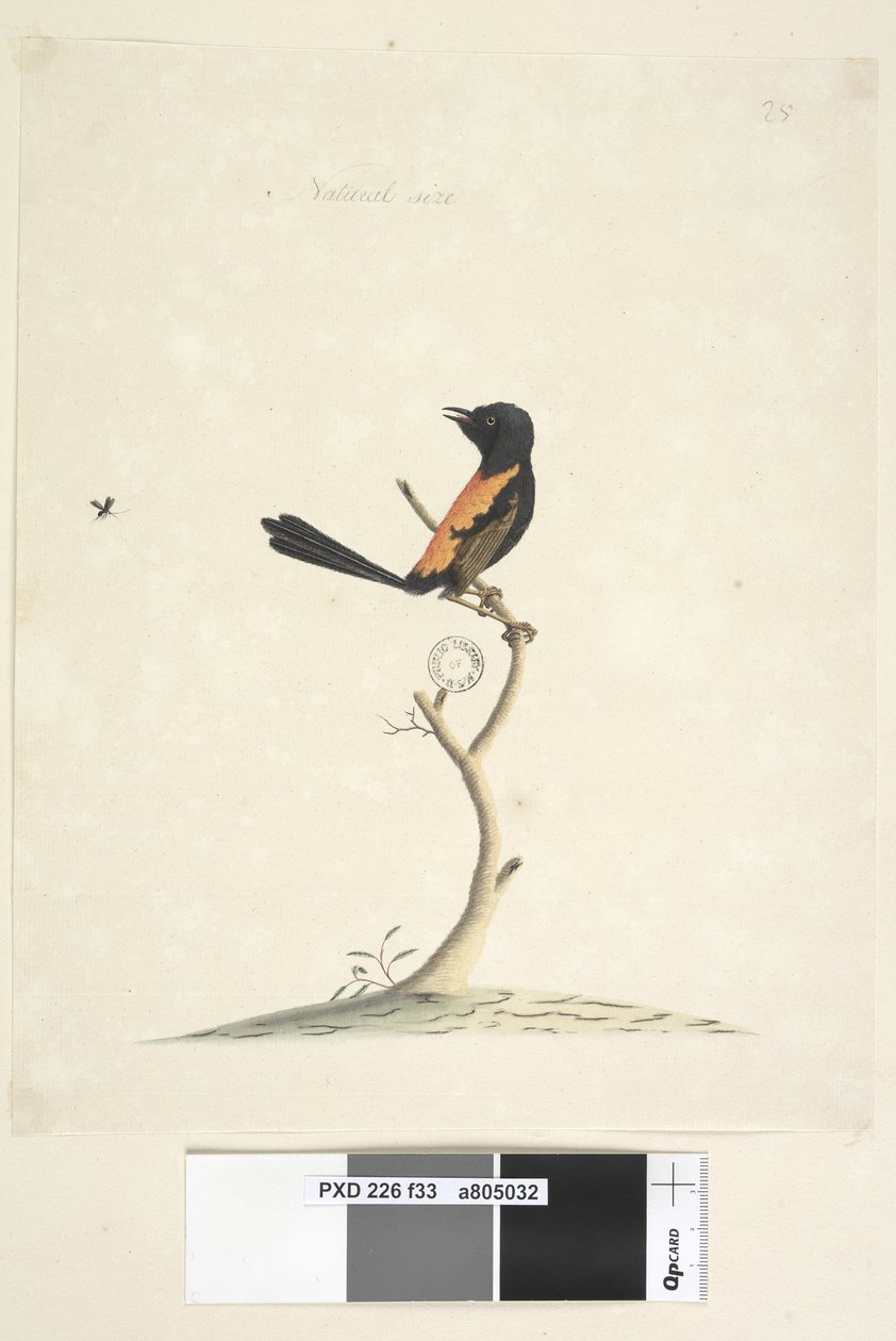 Página 33. Tamanho natural Red, Backed Wren Malurus melanocephalu, macho, 1791-92 de Unknown artist