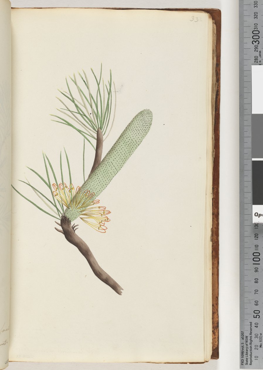 Página 33. Plant, Banksia spinulosa de Unknown artist
