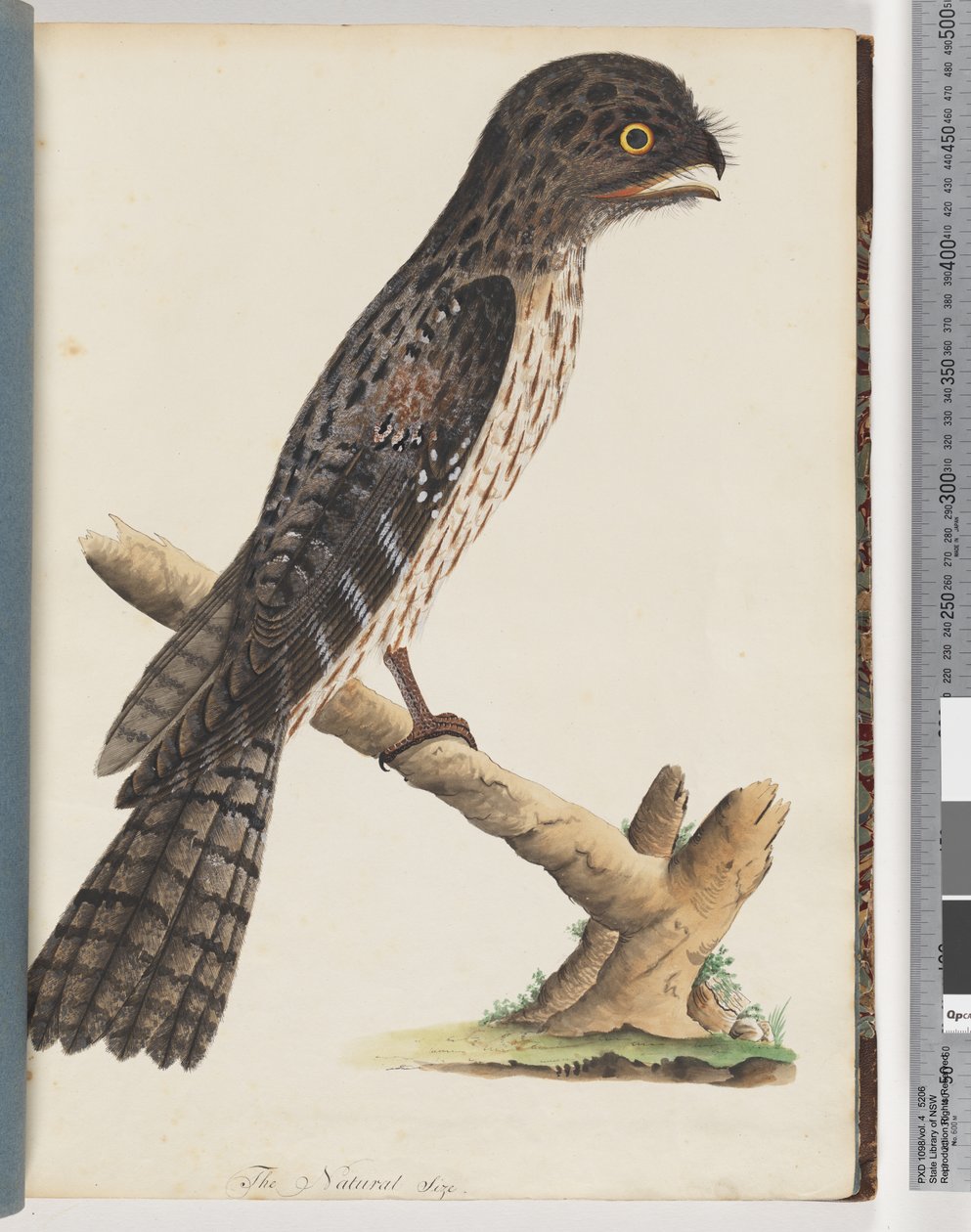 Página 33. Tawny Frogmouth. Gracile Goatsucker de Unknown artist
