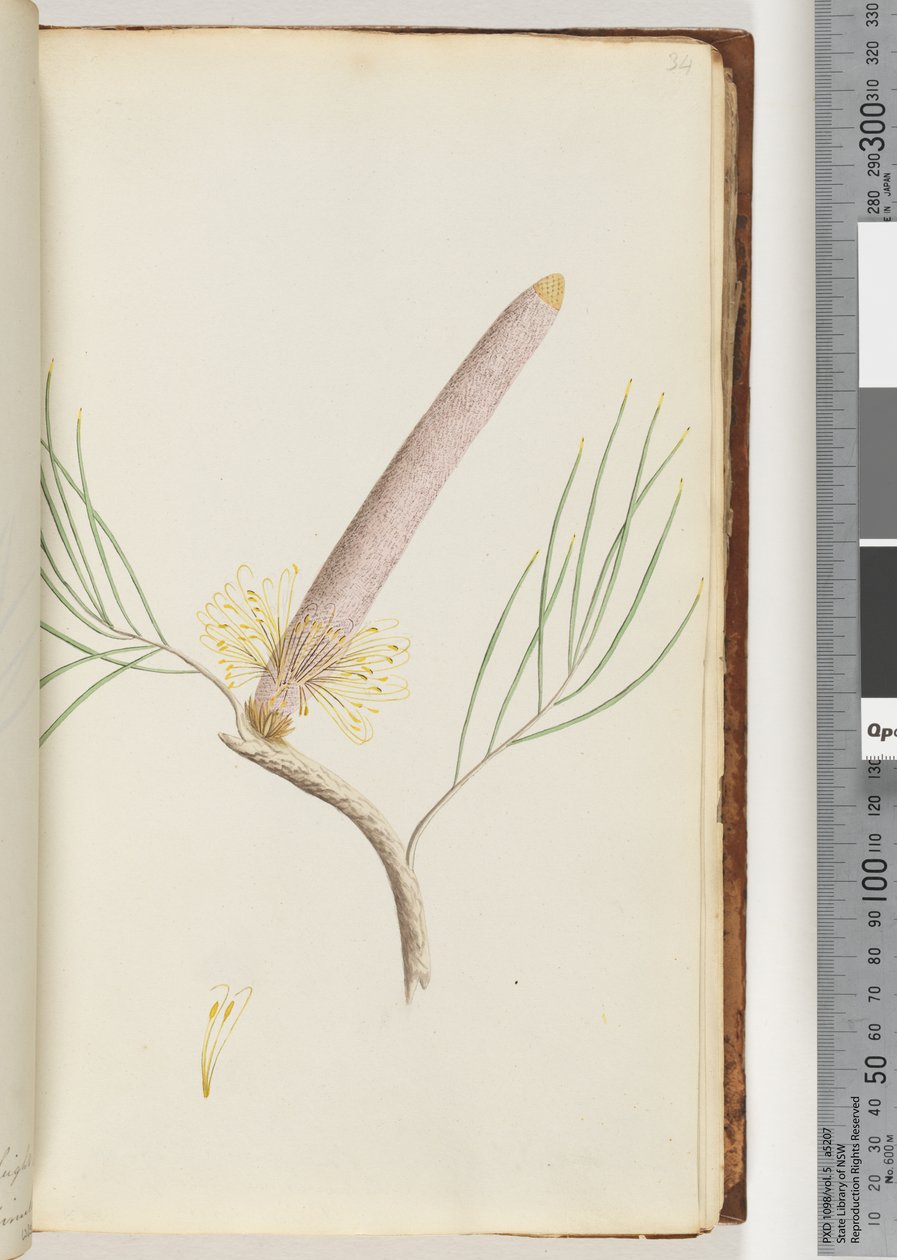 Página 34. A Banksia de Unknown artist