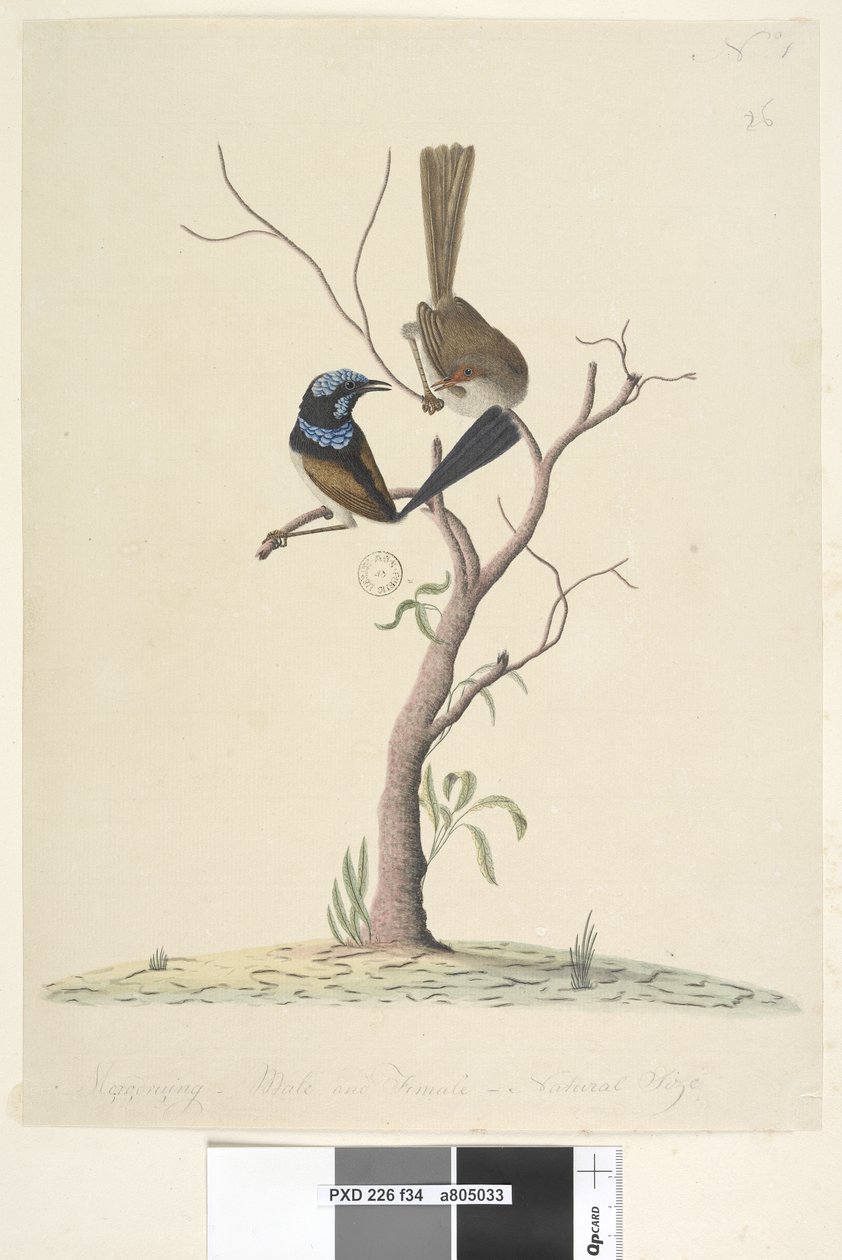 Página 34. Mo, ro, dru, ing, macho e fêmea, tamanho natural Superb Blue Wren Malarus cyaneus, 1791-92 de Unknown artist