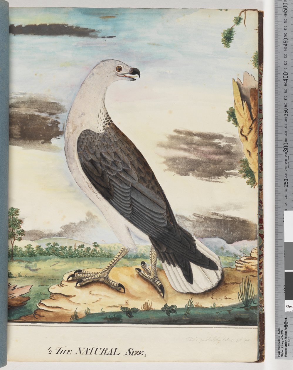Página 34. Águia-marinha-de-peito-branco aliada ao falcão axilar de Unknown artist
