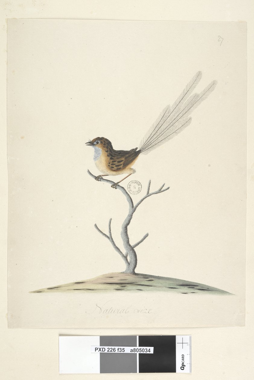 Página 35. Tamanho natural Emu, Wren, Stipiturus malachurus masculino, 1791-92 de Unknown artist