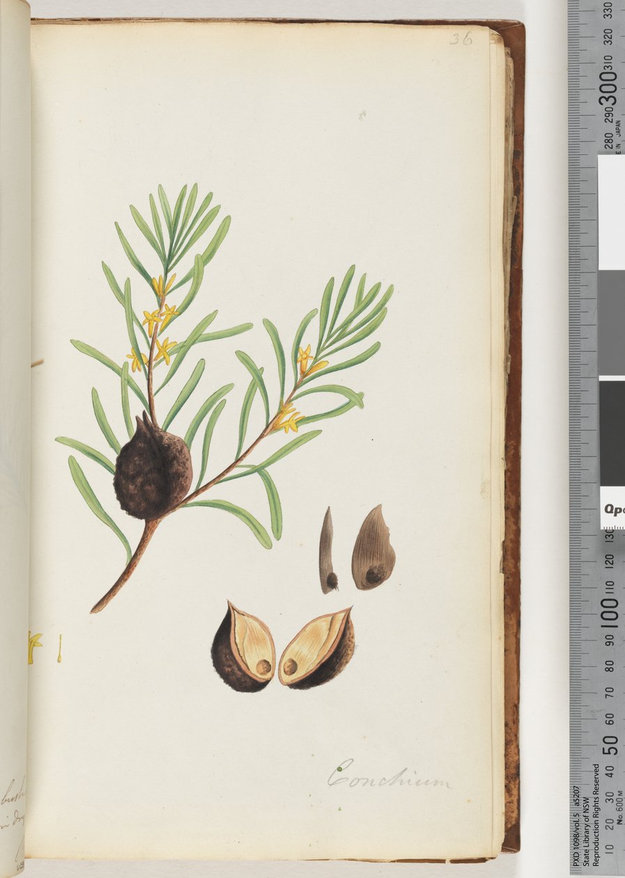 Página 36. Conchium de Unknown artist