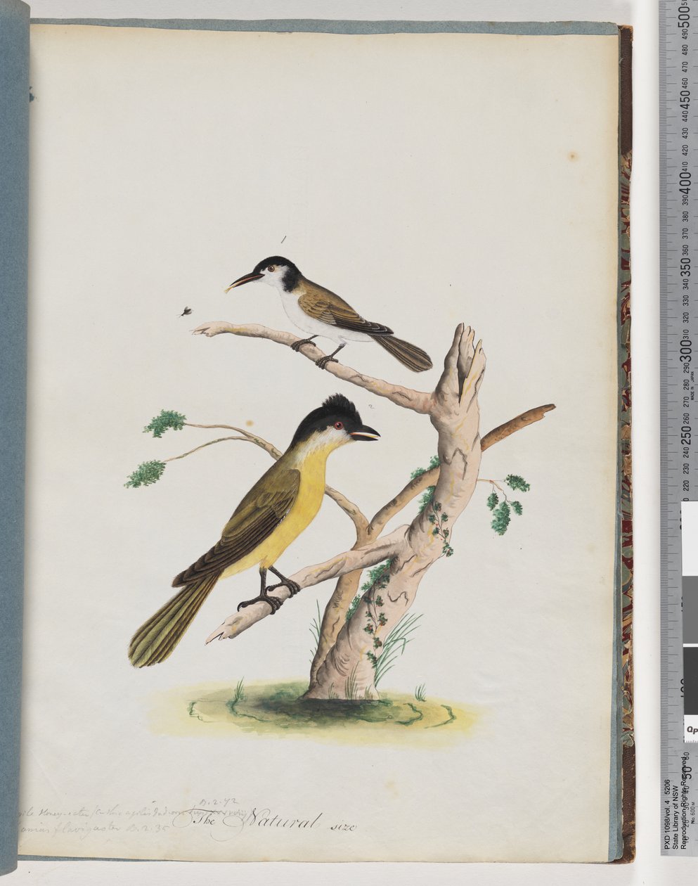 Página 37. 1. Ave não identificada. Honeyeater ágil. Rastejador de cabeça negra de Unknown artist