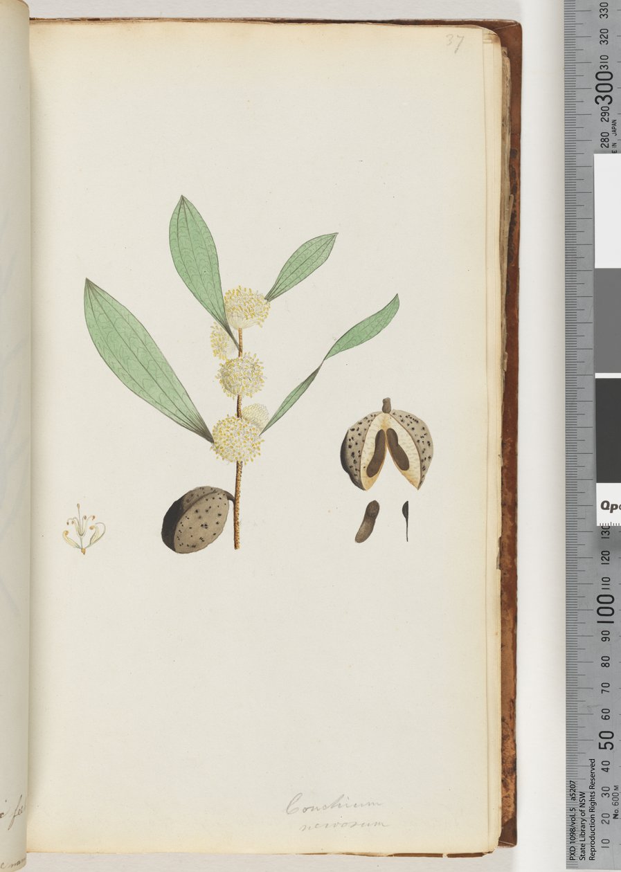 Página 37. Conchium nervosum (aguarela) de Unknown artist