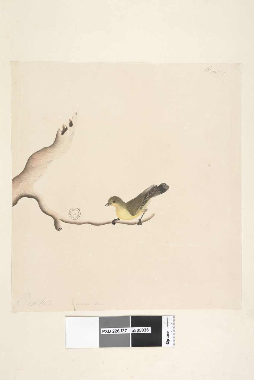 Página 37. Outubro. Tamanho natural Yellow Thornbill Acanthiza nana, 1791-92 de Unknown artist