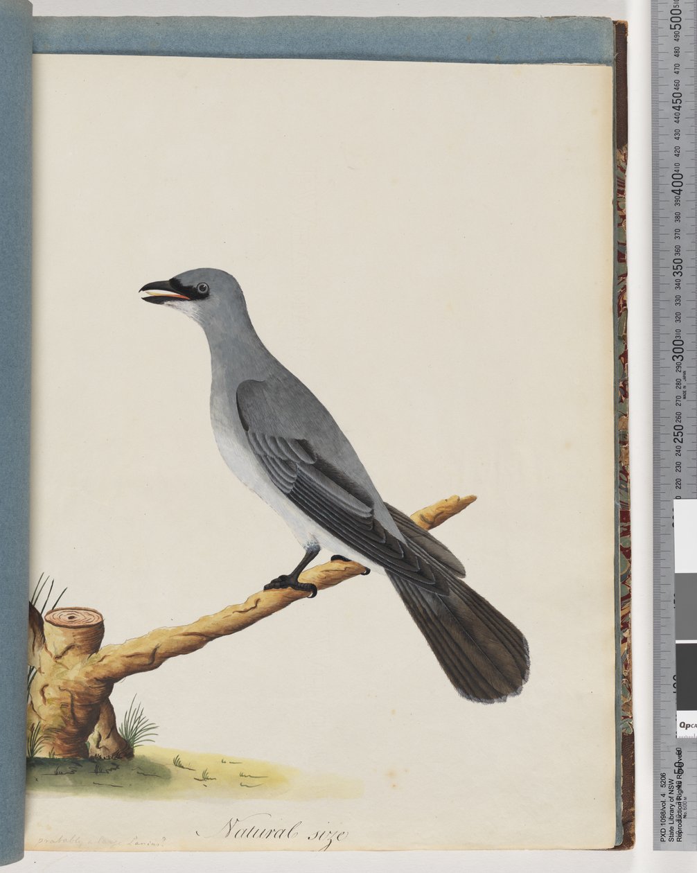 Página 38. Pássaro não identificado, provavelmente um grande lanius de Unknown artist