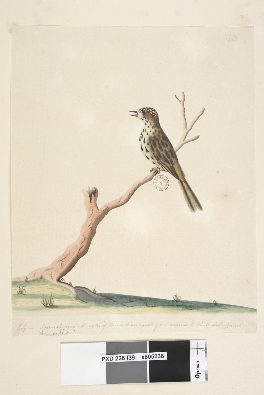Página 39. Fringilla. ao longo da borda inferior na mão diferente de julho, tamanho natural. As notas deste pássaro são iguais, senão superiores, às do inglês Linnet Speckled Warbler Chthonicola sagittata, 1791-92 de Unknown artist