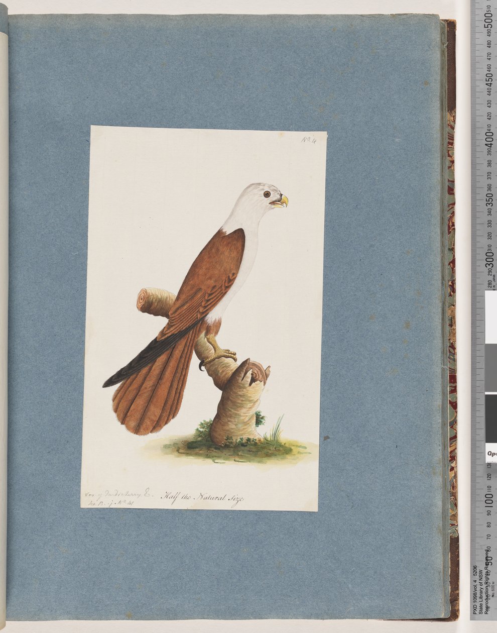 Página 39. Águia do mar de dorso-vermelho. Variedade de Pondicherry Eagle de Unknown artist
