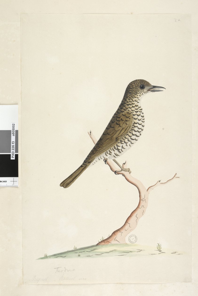 Página 3. Turdus. abaixo do título em tamanho natural de agosto diferente. Tordo Zoothera lunulata, 1791-92 de Unknown artist