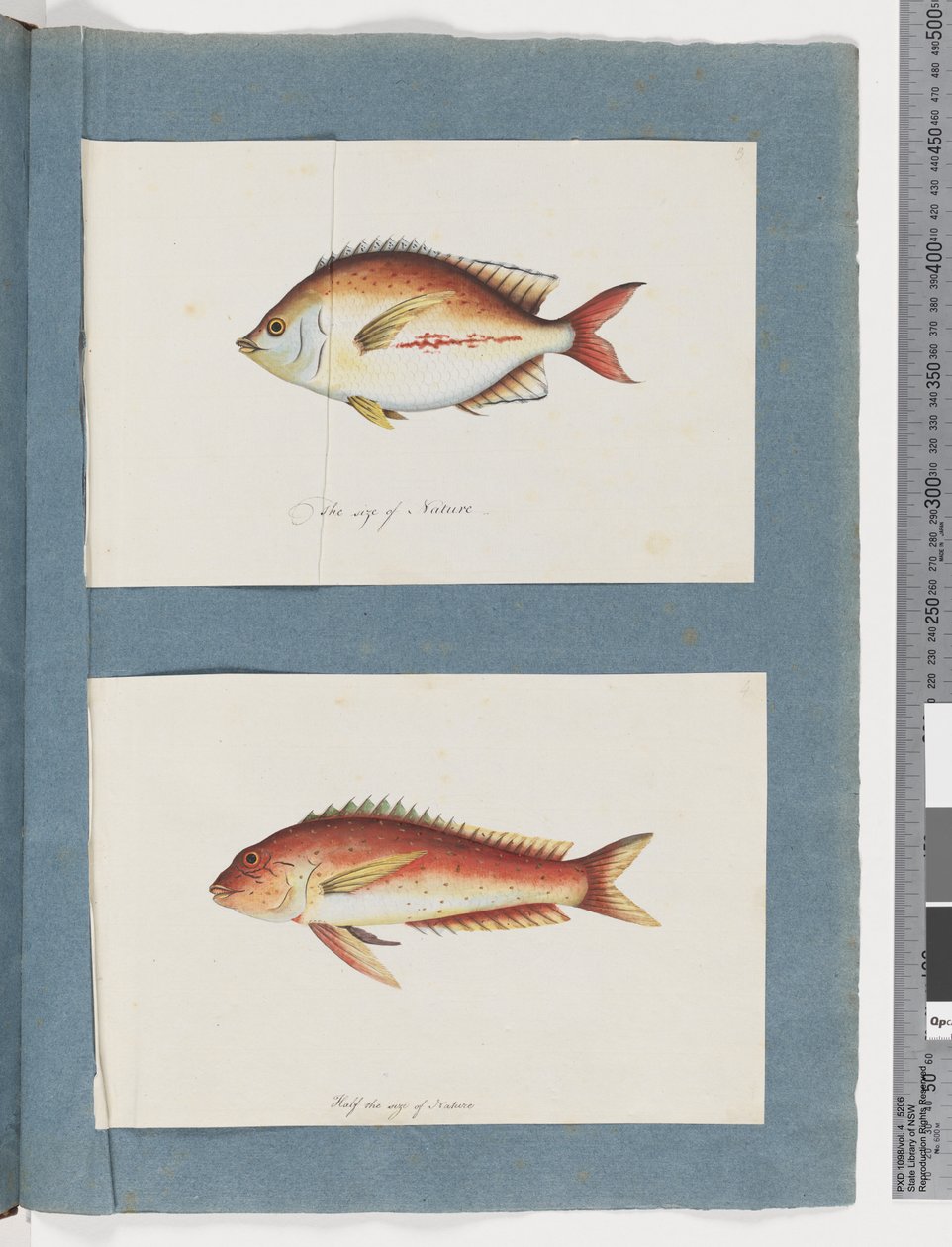 Página 3. Peixes não identificados 4. Peixes não identificados (aguarela sobre papel) de Unknown artist