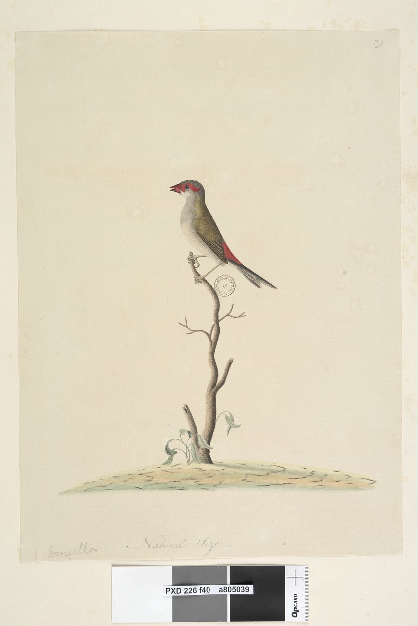 Página 40. favorito. Tamanho natural vermelho, Browed Finch Neochmia temporária Aegintha temporária, 1791-92 de Unknown artist