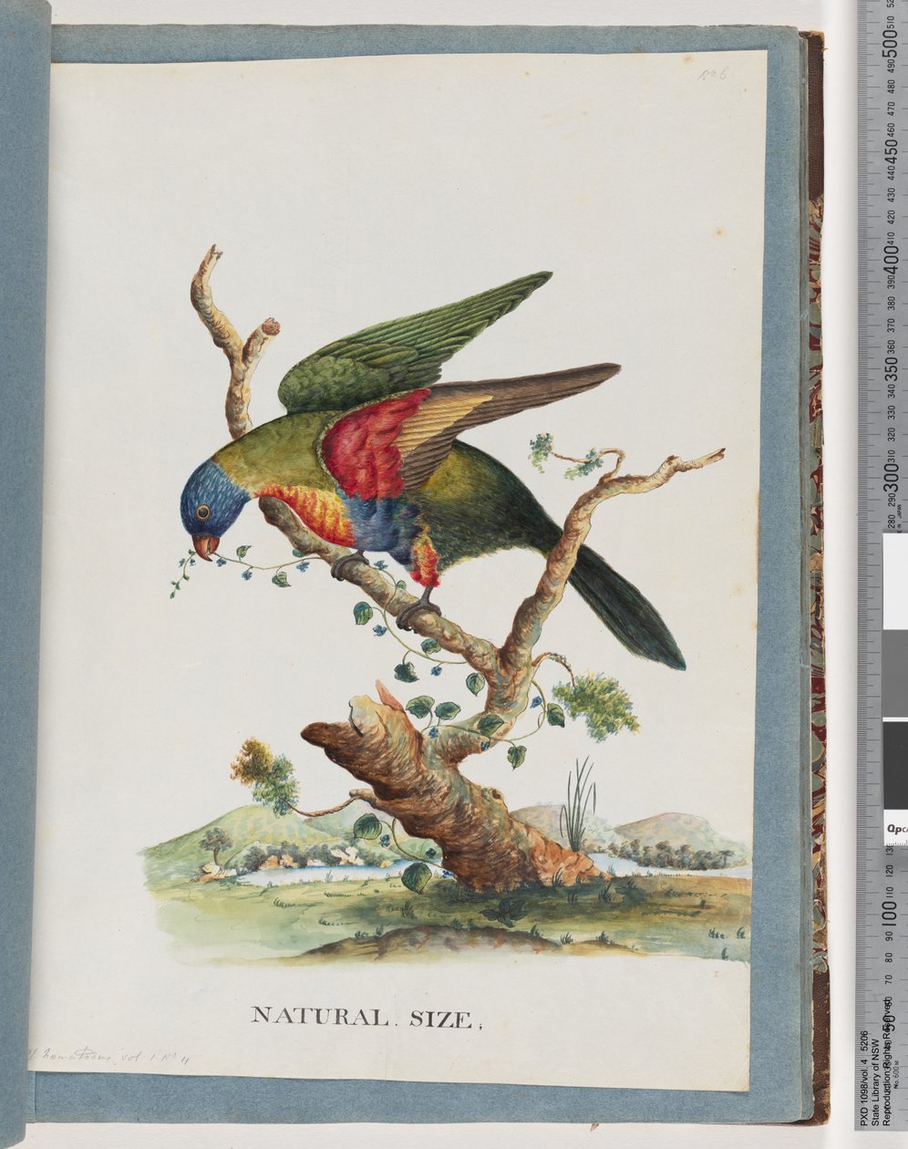 Página 40. Rainbow Lorikeet. Ps. Haematodus. Papagaio de peito vermelho ou de barriga azul de Unknown artist