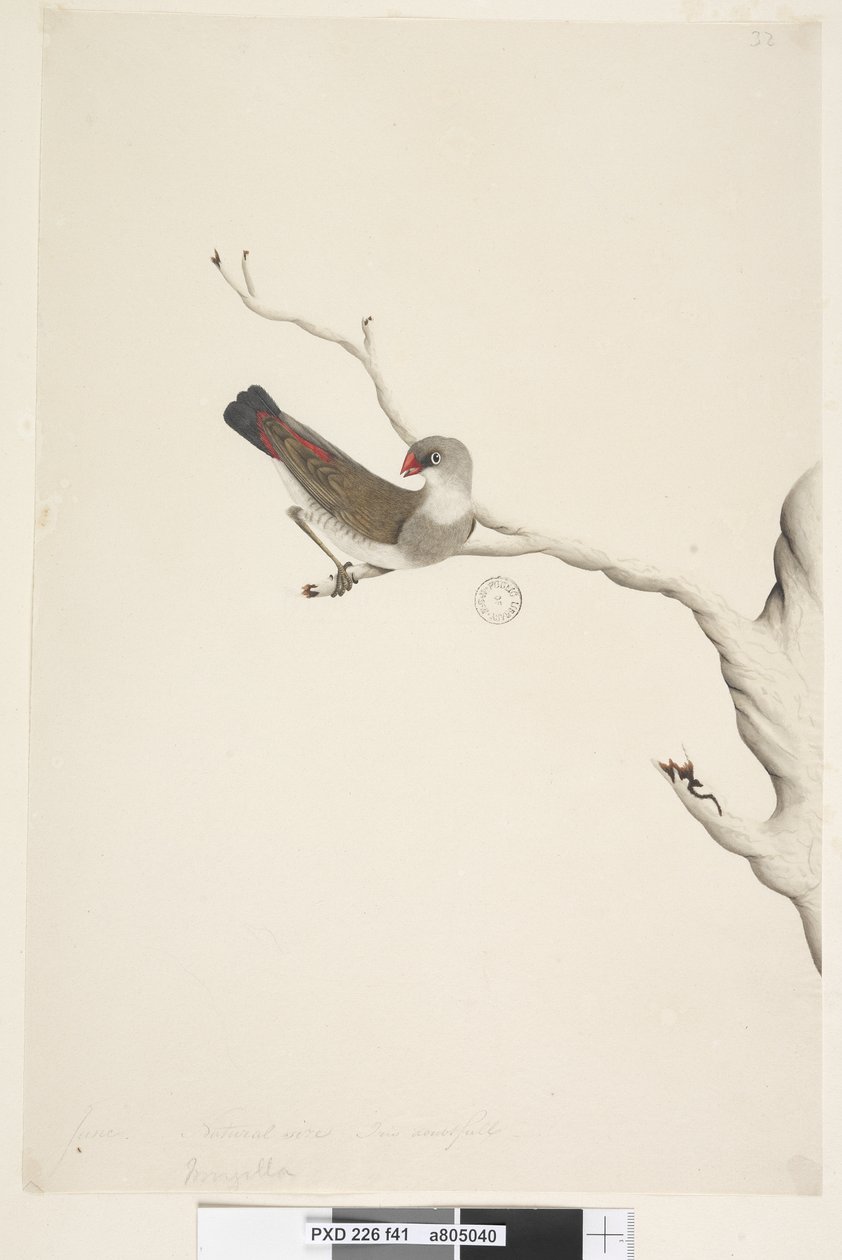 Página 41. Fringilla. título acima na mão diferente de junho. Tamanho natural. Iris duvidosa Diamond Firetail Stagonopleura guttata, imatura, 1791-92 de Unknown artist