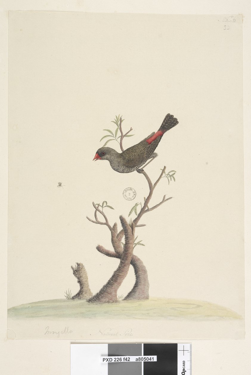Página 42. Fringilla. no centro inferior com mão diferente Tamanho natural Diamante Firetail Stagonopleura guttata, 1791-92 de Unknown artist