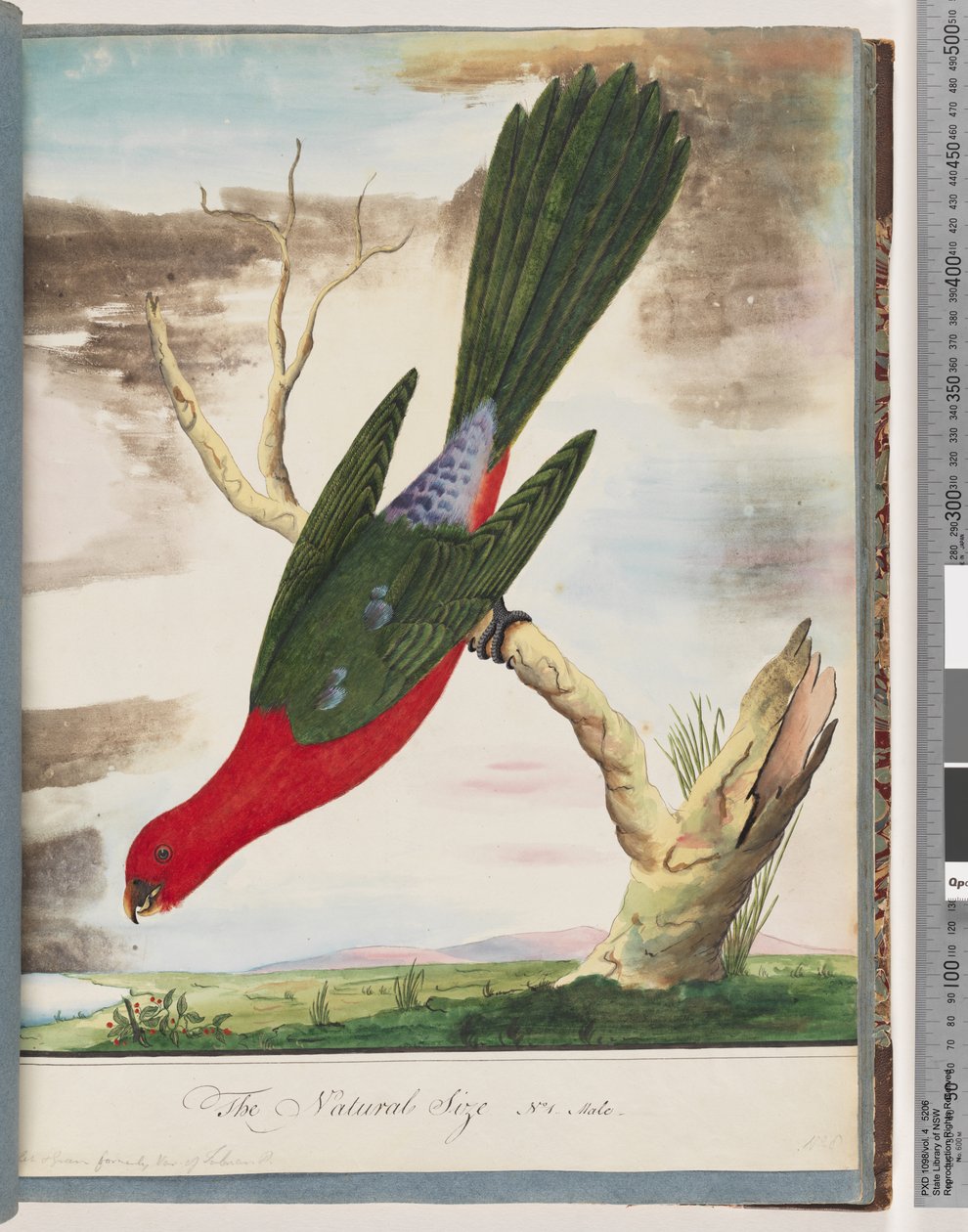 Página 42. King Parrot de Unknown artist