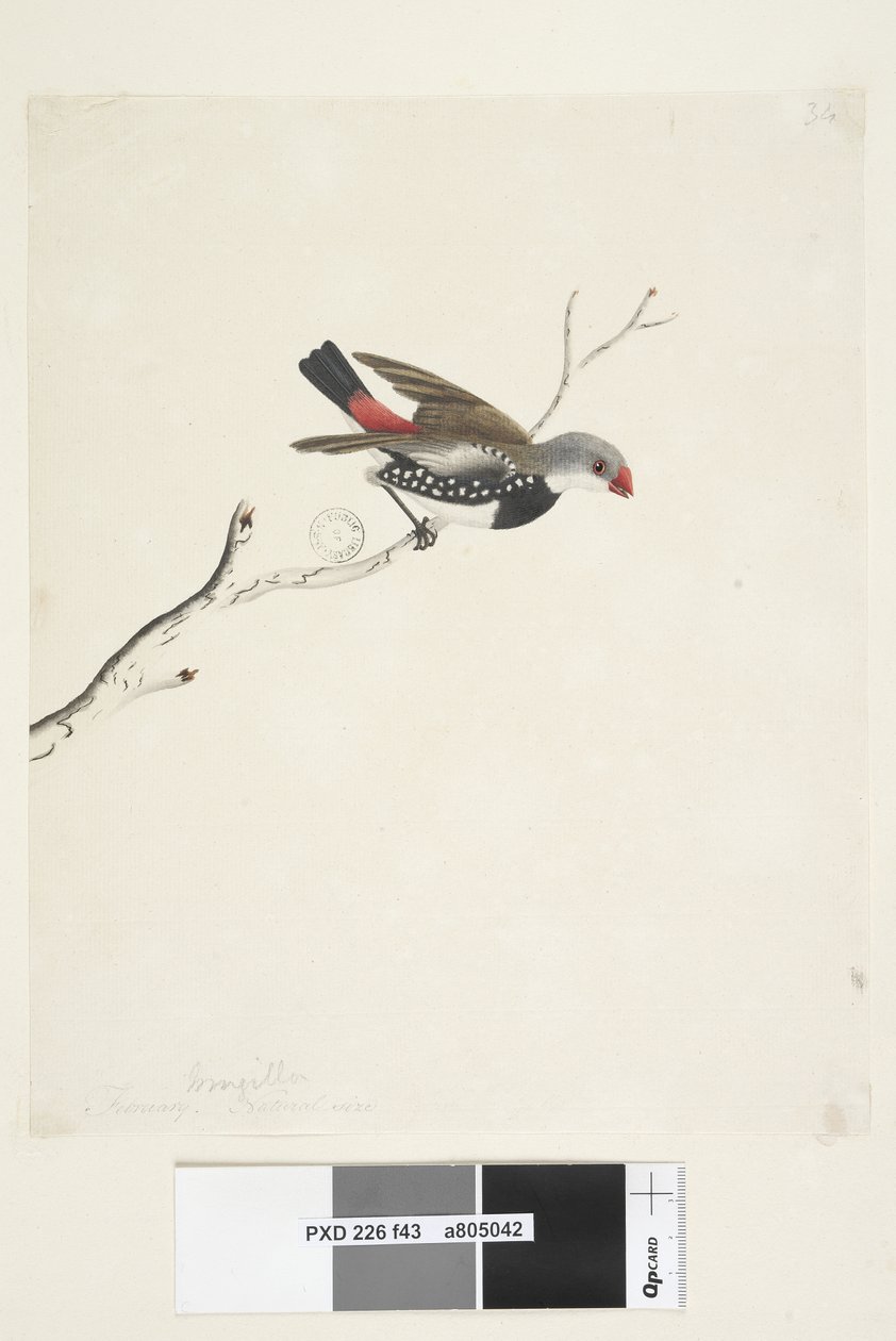 Página 43. Fringilla. abaixo do título em outra mão fevereiro. Diamante Firetail Stagonopleura guttata de tamanho natural, 1791-92 de Unknown artist