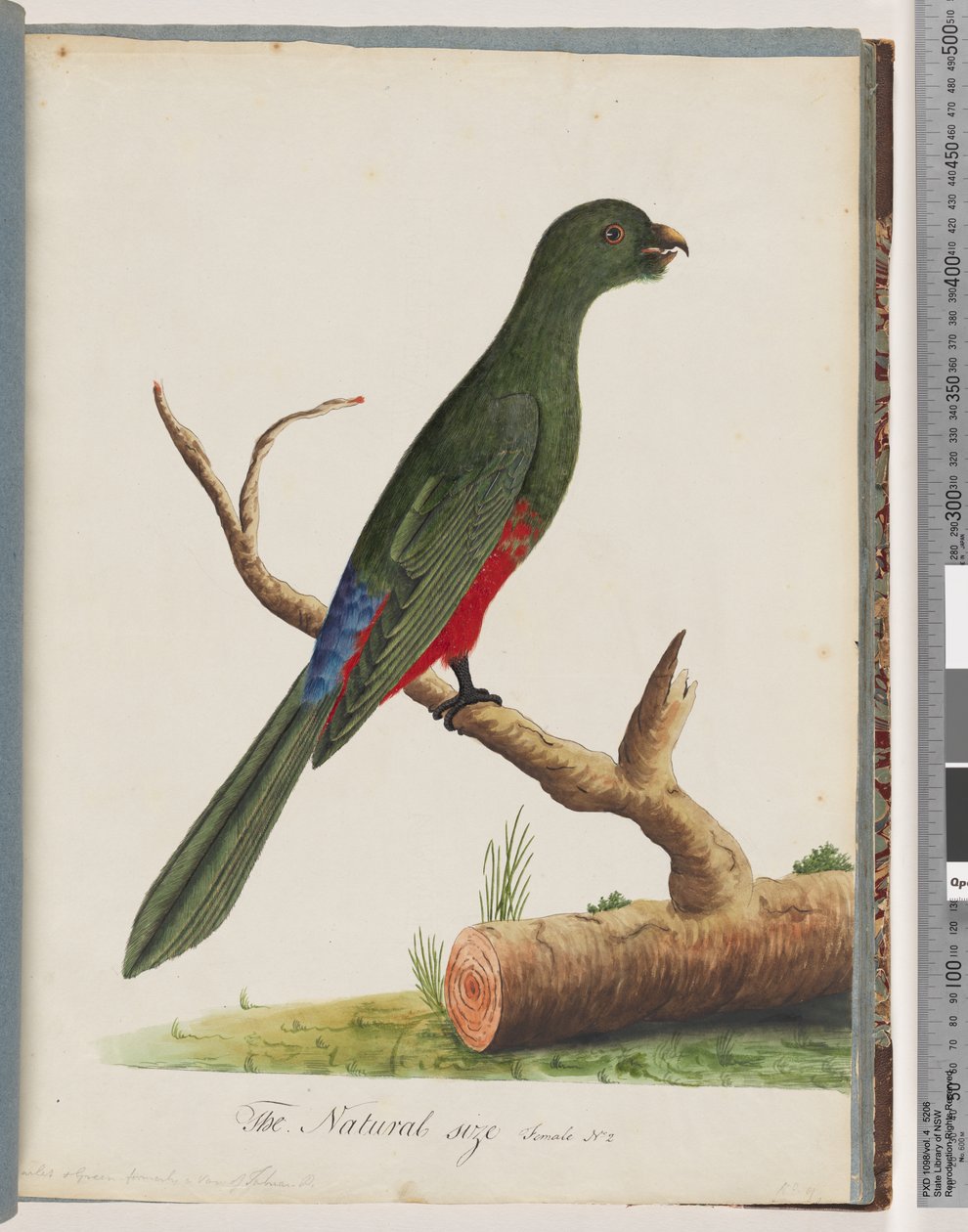 Página 43. King Parrot de Unknown artist