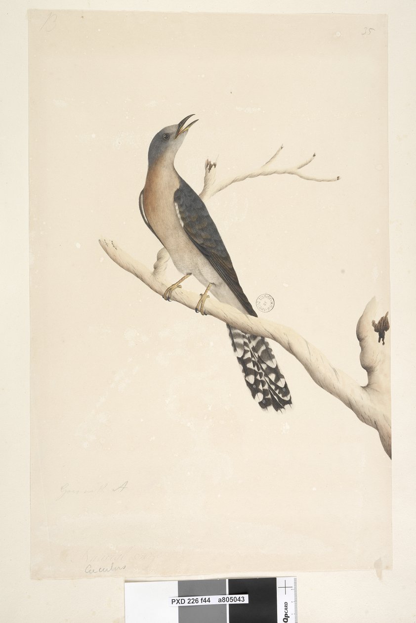 Página 44. Cuculus. título acima, em tamanho natural diferente. no canto superior esquerdo na terceira mão B e no canto inferior esquerdo vai com A ie. f.45 Fan, Tailed Cuckoo Cacomantis pyrrhophanus, masculino, 1791-92 de Unknown artist