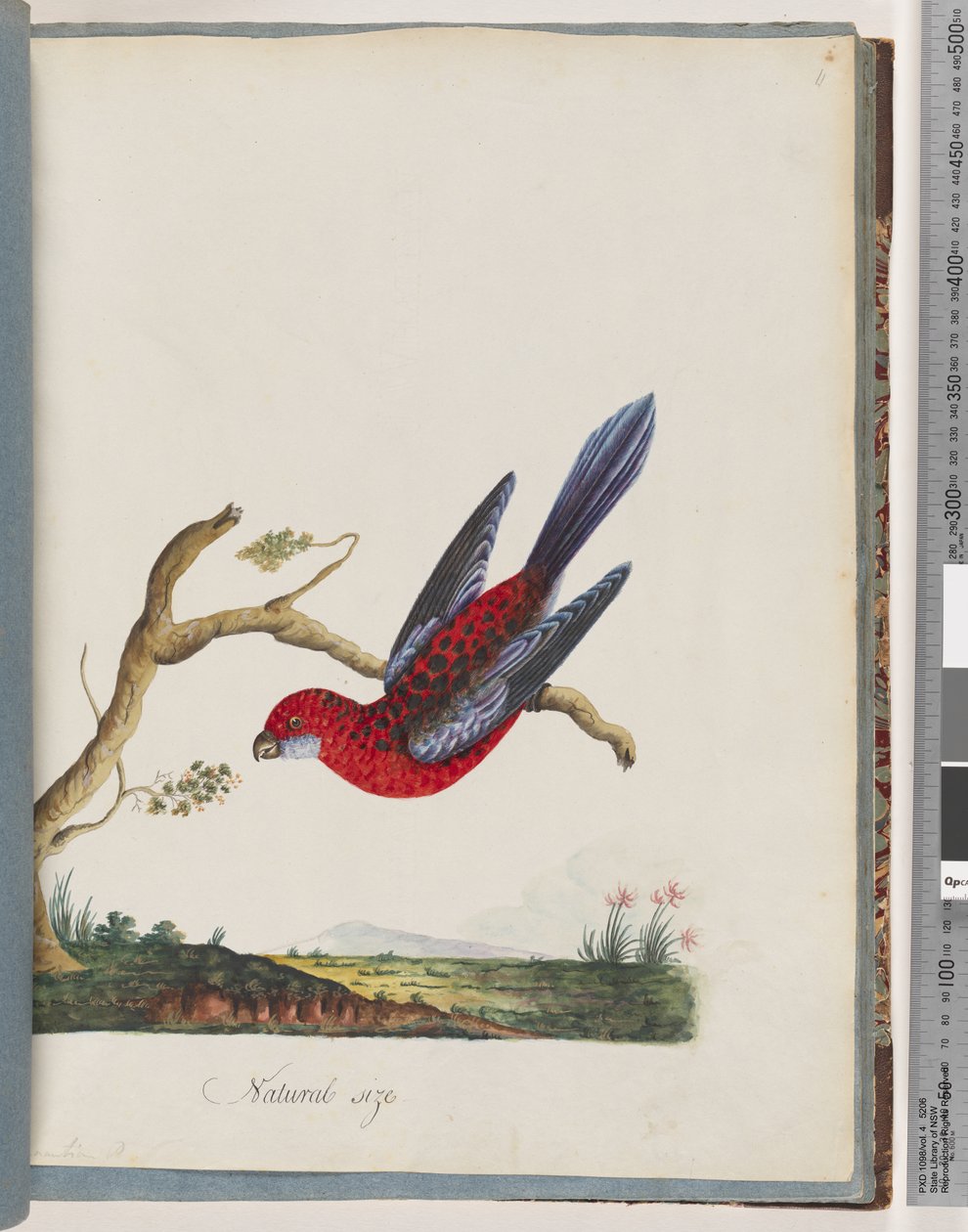 Página 45. Rosela Carmesim. Papagaio Pennantian de Unknown artist
