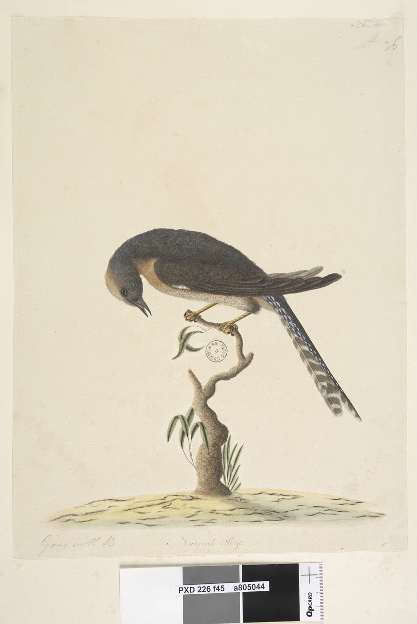 Página 45. Tamanho natural. na parte superior direita na mão diferente A na parte inferior esquerda vai com B ief44 Leque, Tailed Cuckoo Cacomantis pyrrhophanus, 1791-92 de Unknown artist