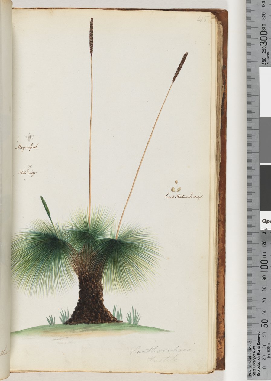 Página 45. Xanthorrhoea Hastile Grass tree ampliado. Tamanho nacional. Tamanho natural da semente de Unknown artist