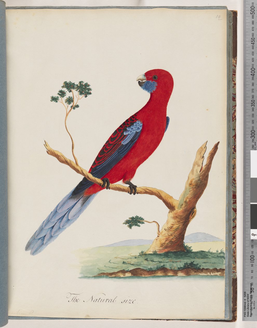 Página 46. Rosela Carmesim. Papagaio Pennantian de Unknown artist