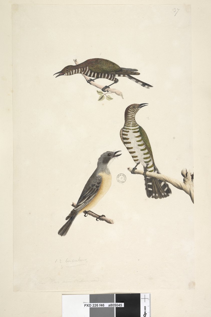 Página 46. Cuculus. ao longo da borda inferior em mão diferente Estas aves desenhadas em tamanho natural. Os dois pássaros superiores são Cuco de Bronze Dourado, o terceiro é um Rufous Whistler Lamprococcyx plagosus Chrysococcyx lucidis, 1791-92 de Unknown artist