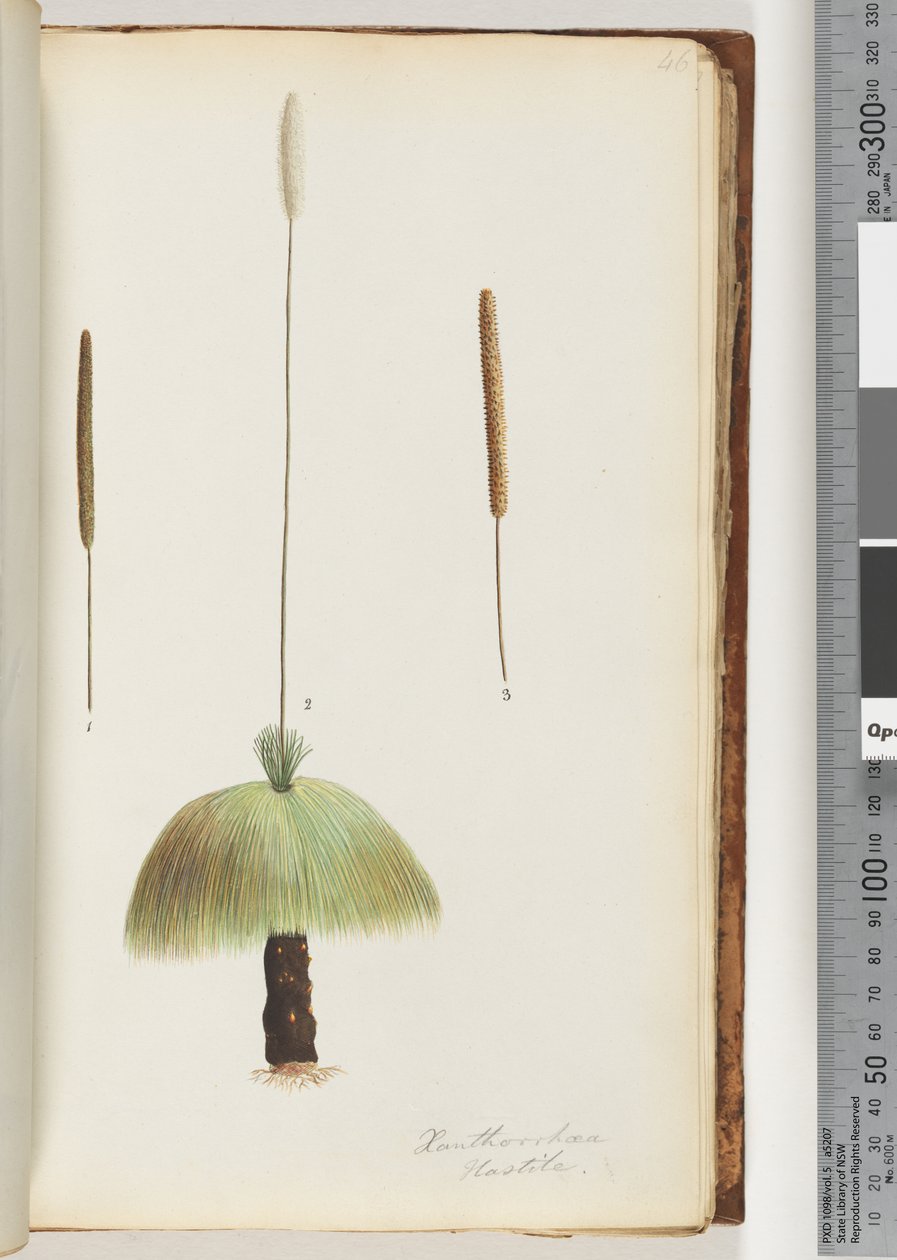 Página 46. Xanthorrhoea Hastile Grass tree de Unknown artist
