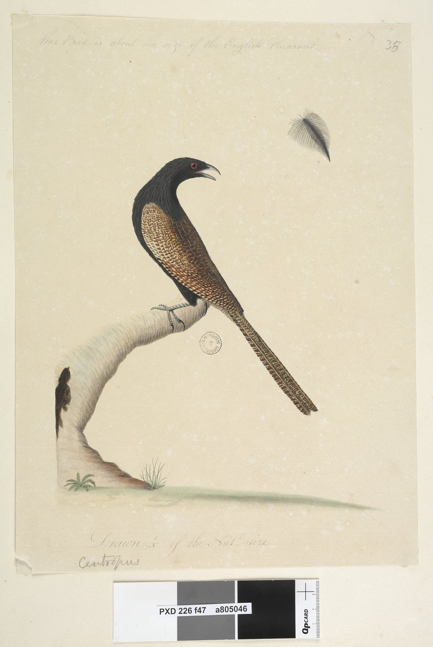 Página 47. Centropus. na parte inferior central em mão diferente Este pássaro é aproximadamente do tamanho do Faisão Inglês. Extraído 1-3 do natl. Tamanho. Faisão Coucal Centropus phasianinus, 1791-92 de Unknown artist
