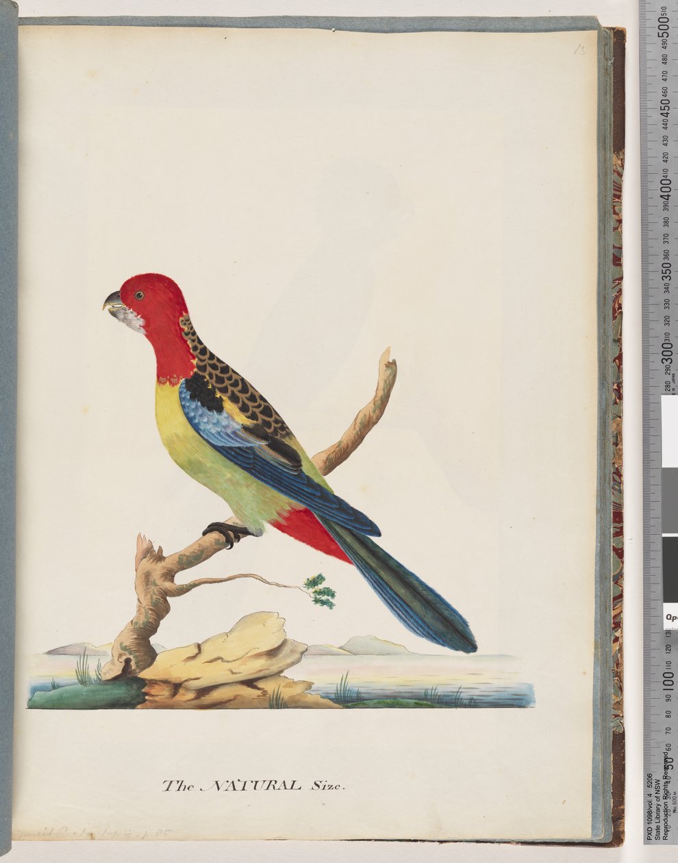 Página 47. Rosela Oriental. Não é o mesmo papagaio de Unknown artist
