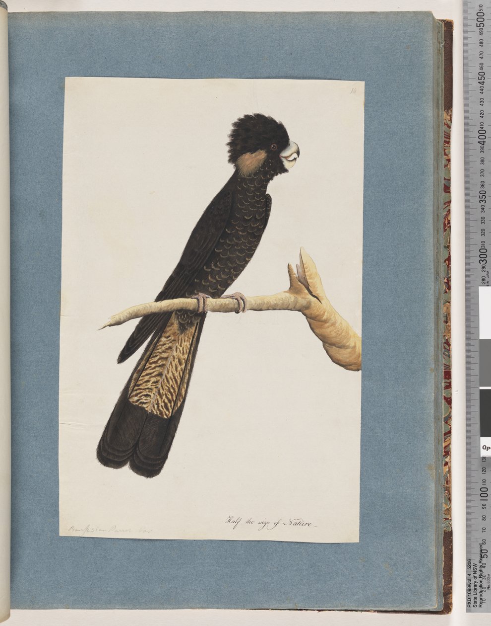 Página 48. Cacatua-negra-de-cauda-amarela. Papagaio Banksian de Unknown artist