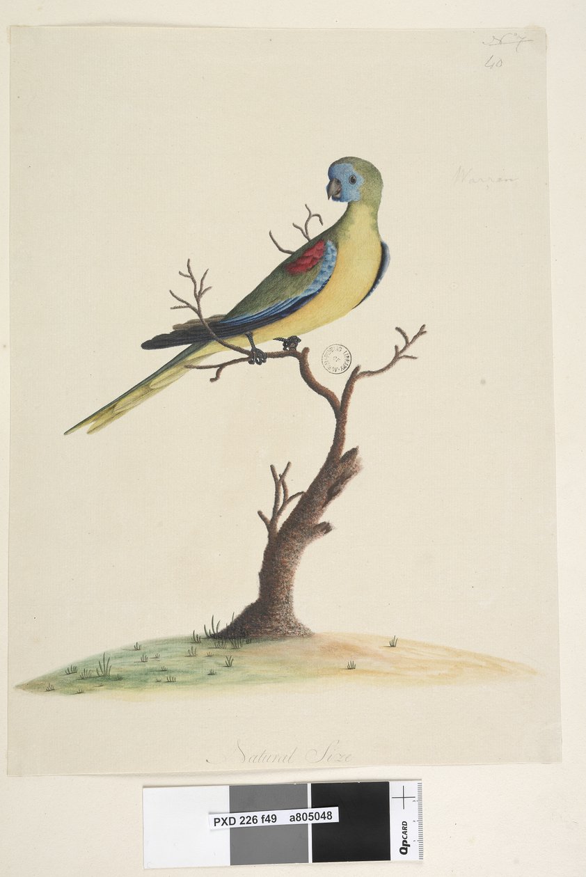 Página 49. Guerra, correu. no centro inferior em tamanho natural diferente. Papagaio turquesa Neophema pulchella, macho, 1791-92 de Unknown artist