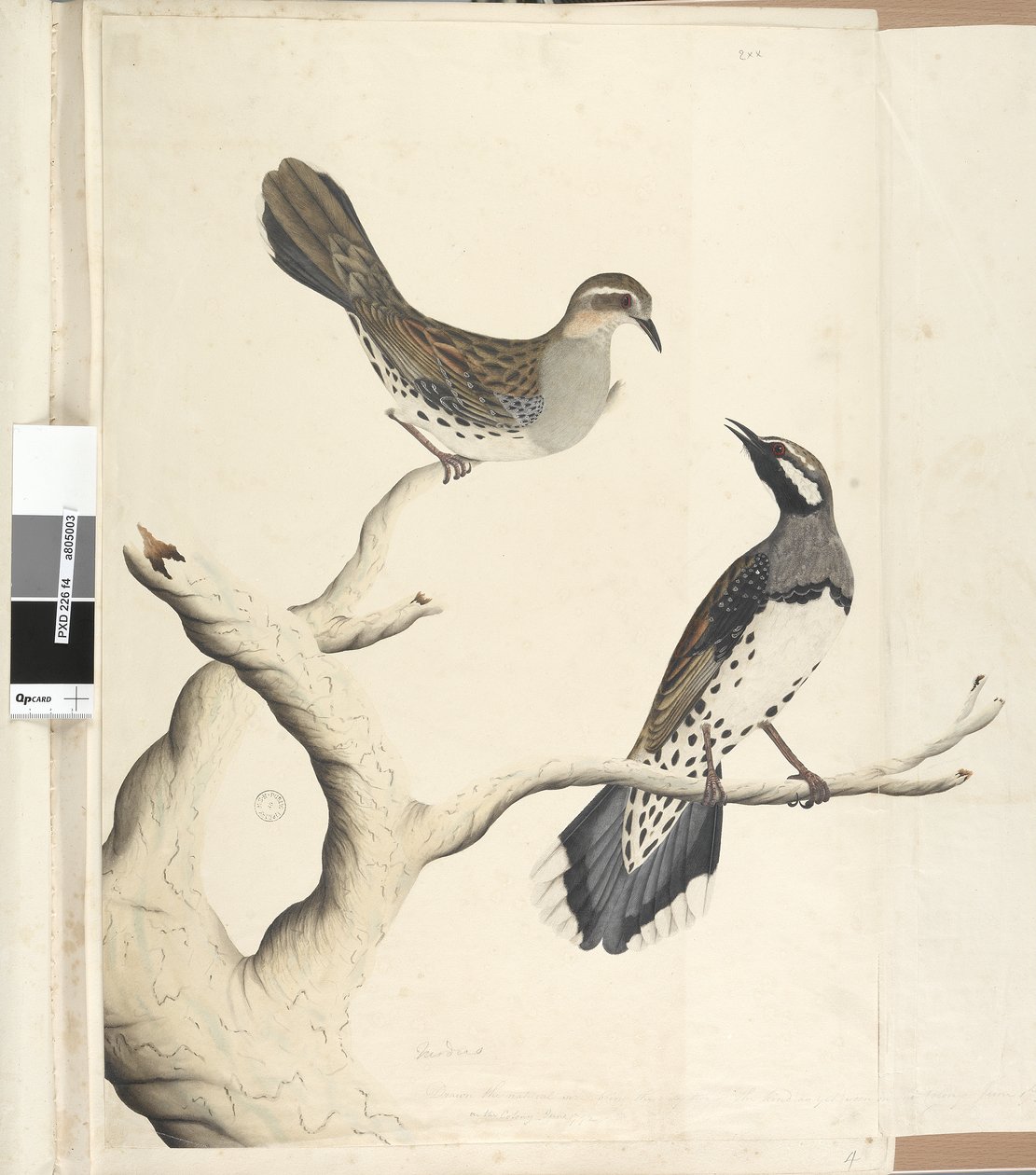 Página 4. Turdus. em uma mão diferente Desenhado o tamanho natural sendo os únicos dois do tipo até agora vistos na colônia, junho de 1792 codorniz-malhada Cinclosoma punctatum, 1791-92 de Unknown artist