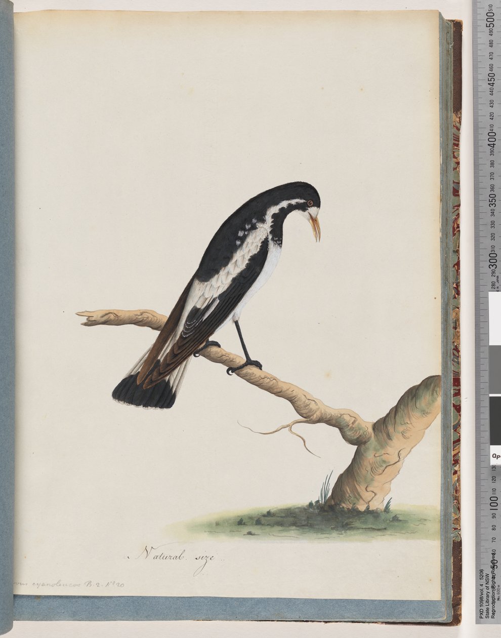 Página 50. Cotovia-pega. Corvus cyanoleucos de Unknown artist