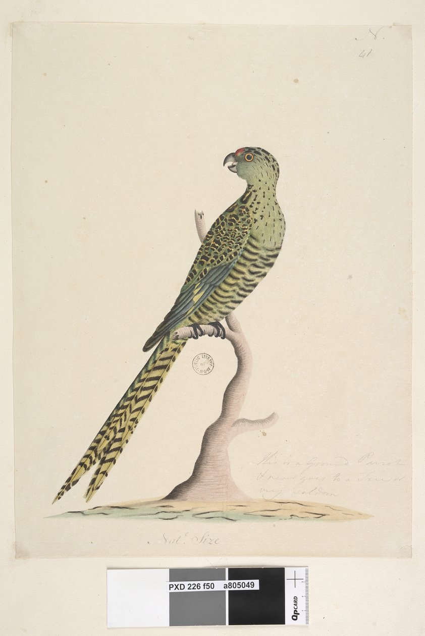 Página 50. Este é um papagaio terrestre e nunca vai para uma árvore ou muito raramente. no centro inferior em mão diferente Natl. Tamanho. Ground Parrot Pezoporus wallicus, 1791-92 de Unknown artist