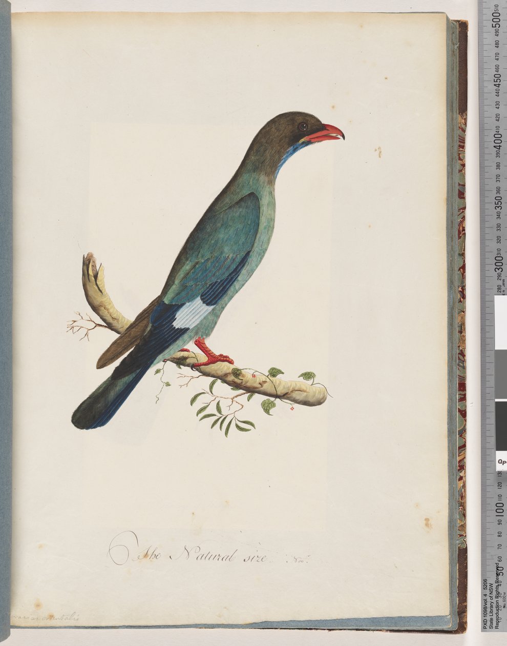 Página 51 Dollarbird. Coracius orientalis de Unknown artist