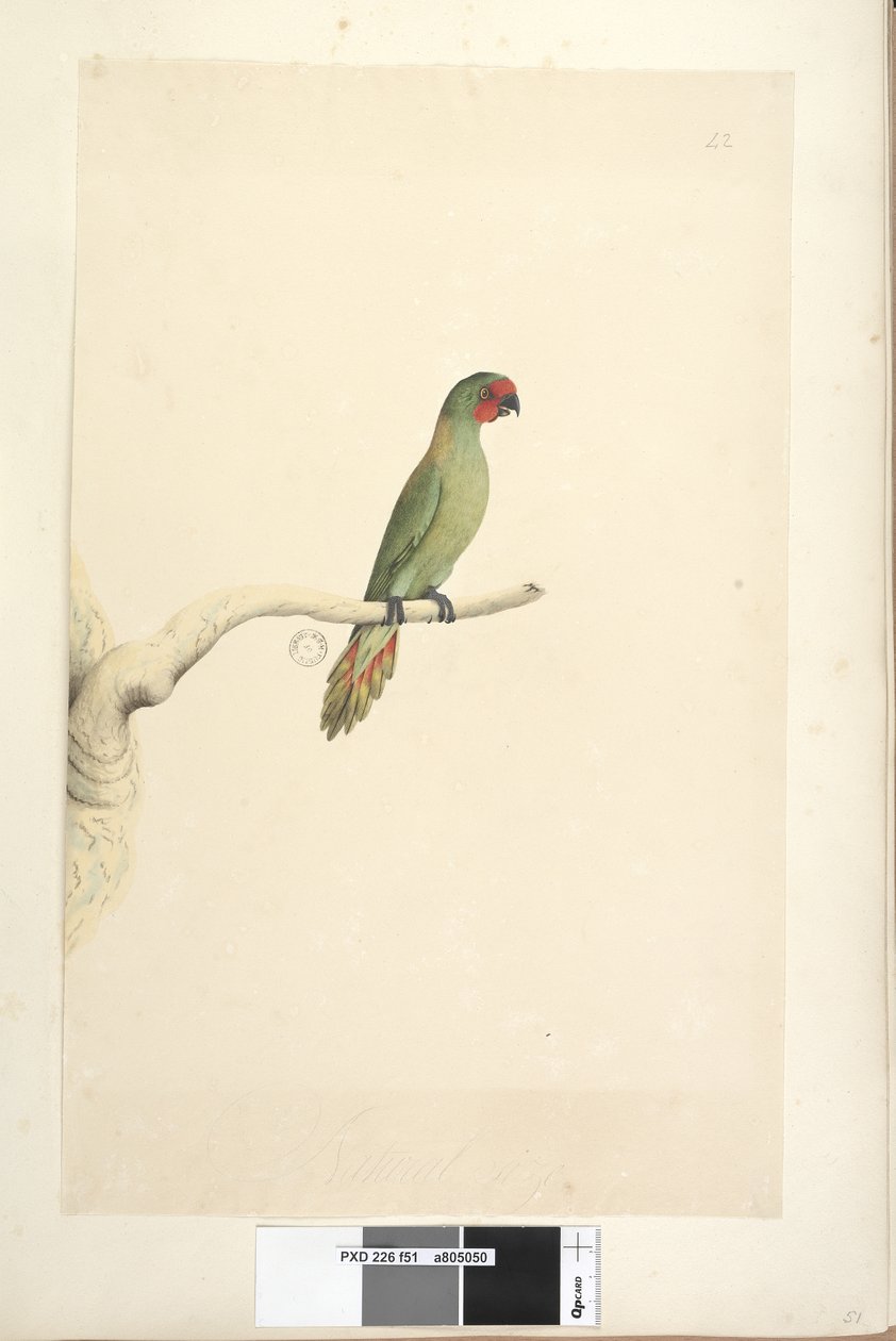 Página 51. Pequeno Lorikeet Glossopsitta pusilla de tamanho natural, 1791-92 de Unknown artist