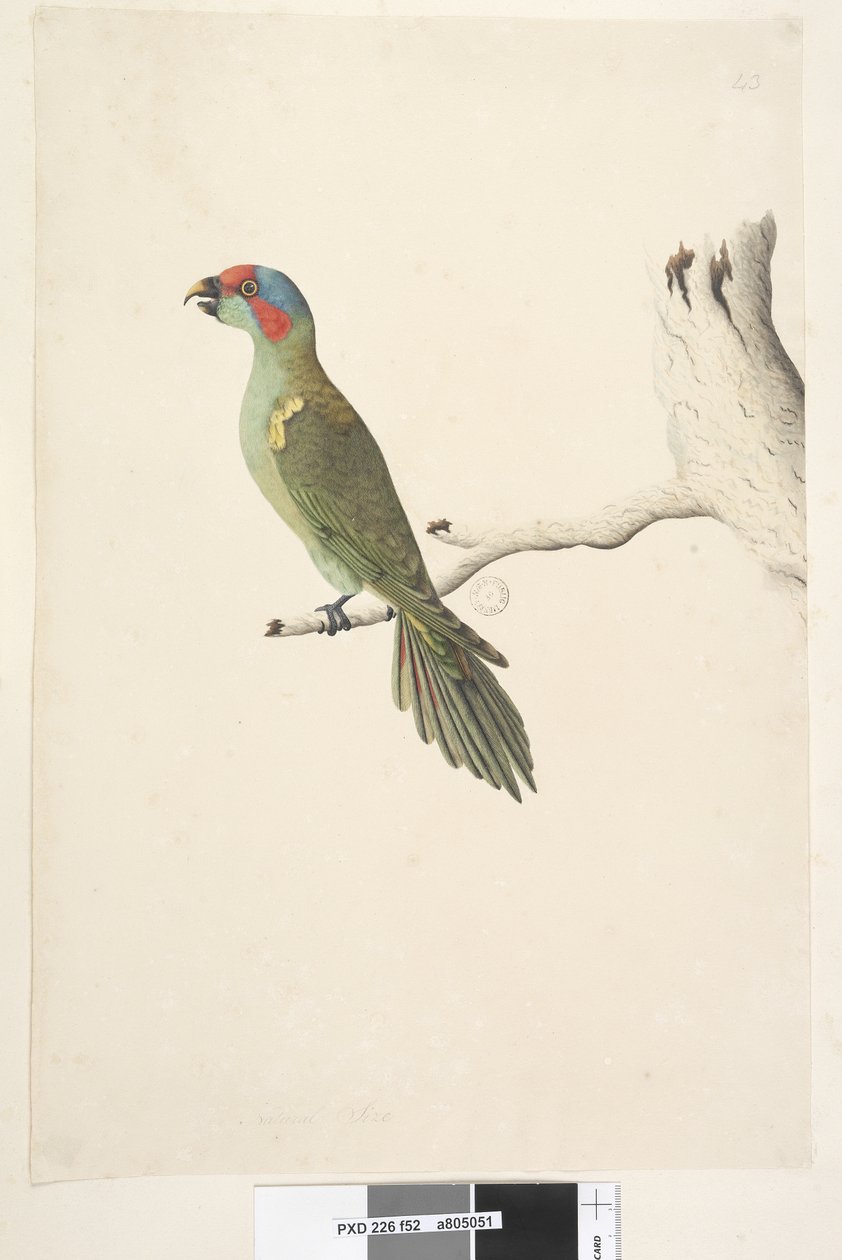 Página 52. Tamanho natural Musk Lorikeet Glossopsitta concinna, 1791-92 de Unknown artist