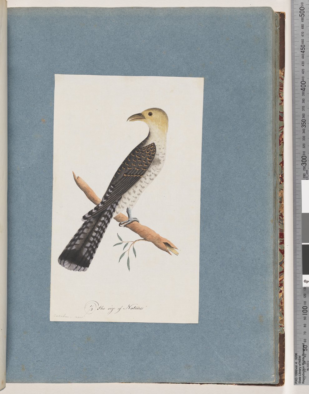 Página 52. Pallid Cuckoo de Unknown artist