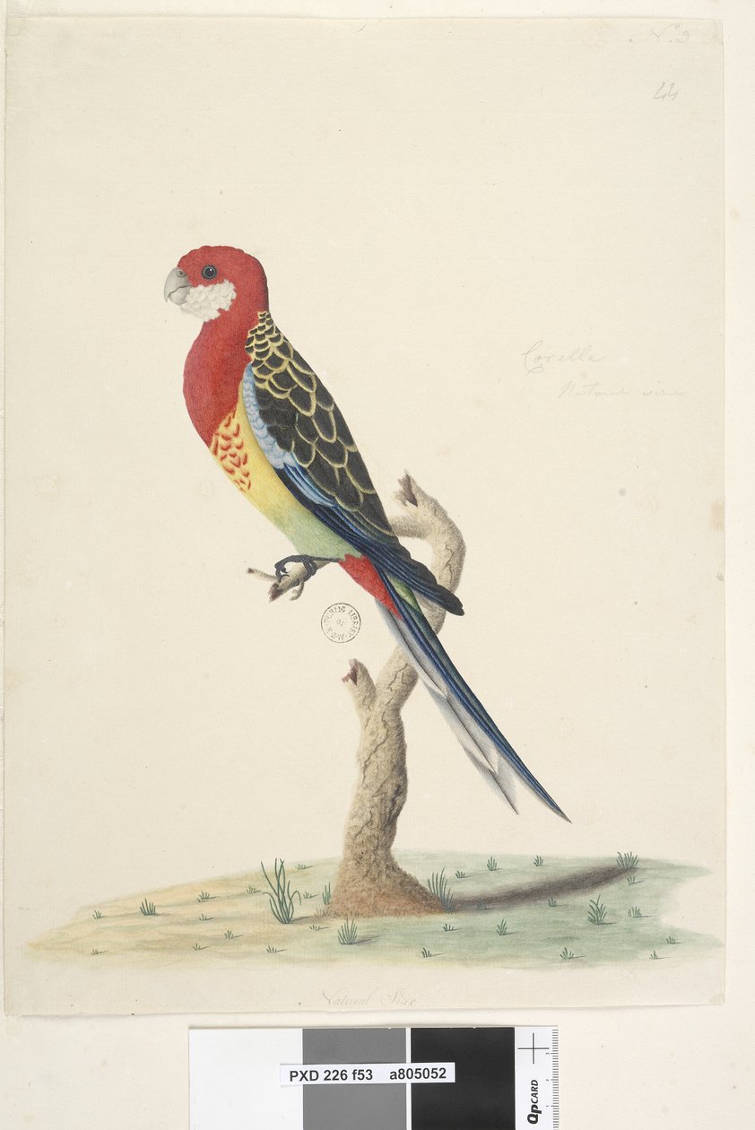 Página 53. Corella. Tamanho natural Rosella Platycercus eximius oriental, 1791-92 de Unknown artist
