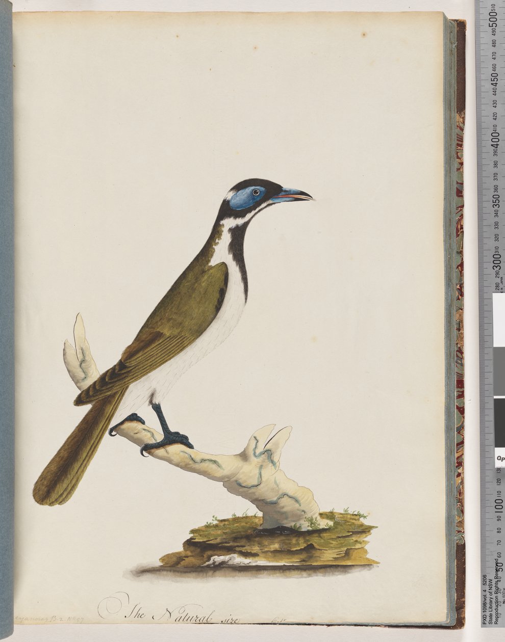 Página 54. Azul, enfrentou Honeyeater. Merops cyanoris. Tordo de bochechas azuis de Unknown artist