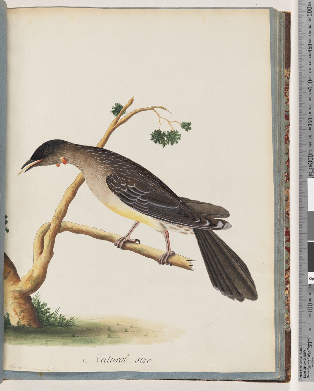 Página 55. Red Wattlebird. Merops carunculatus de Unknown artist